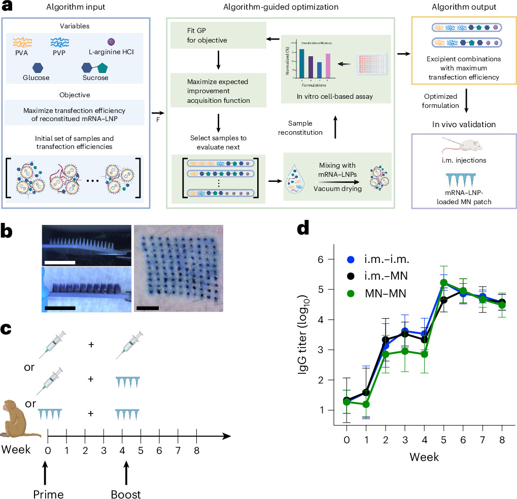 AI-guided optimization enables thermostable mRNA vaccines