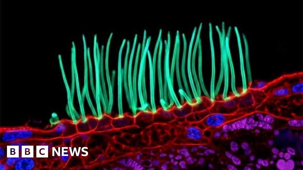 Nikon Disqualifies Prize-Winning Scientific Video for Using Generative AI