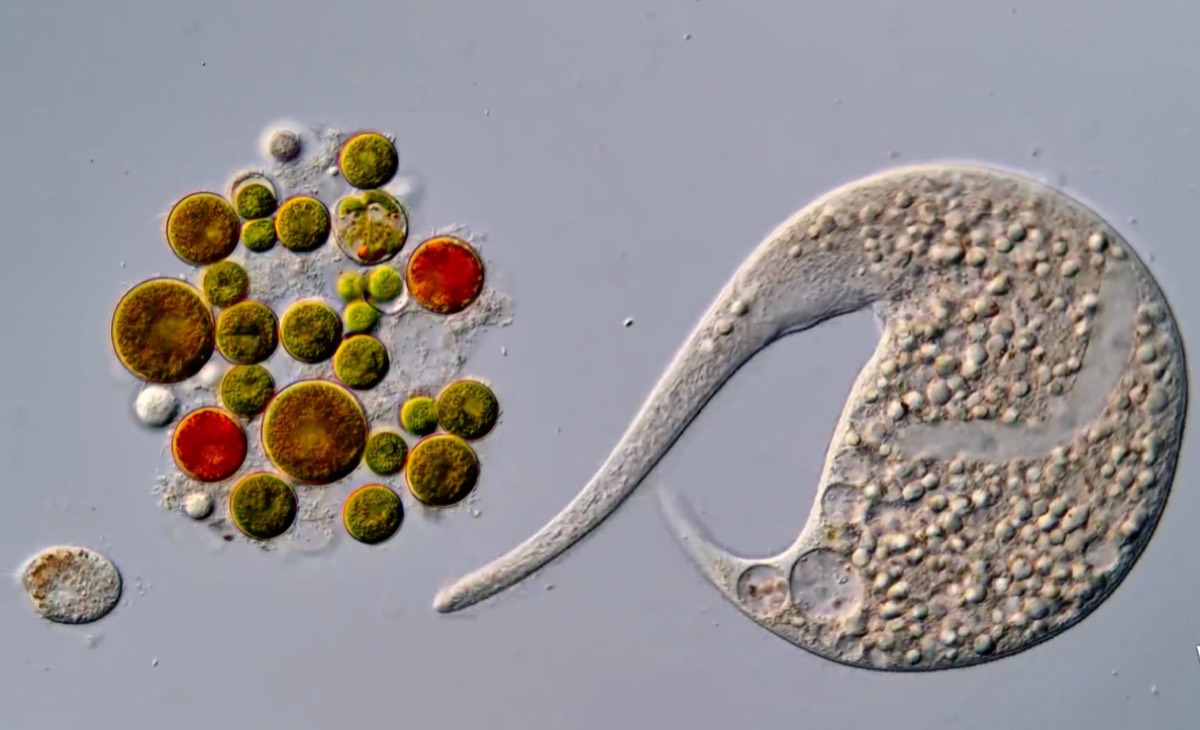 AI Disqualification Names New Nikon Small World in Motion Winner