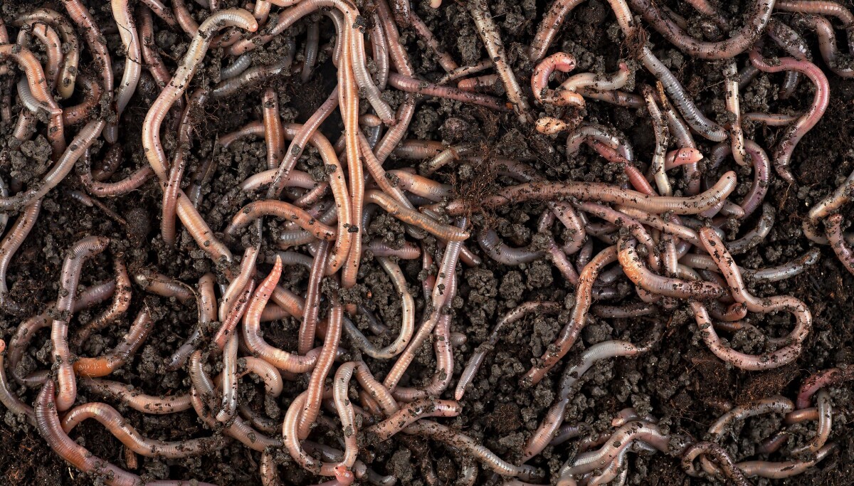 Shai-Hulud Worm Hits Tensorlake AI SDK in npm Supply-Chain Attack